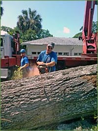 Residential Tree Services