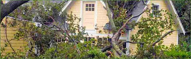 Residential Tree Services